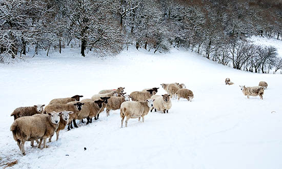 Sheep in The Snow