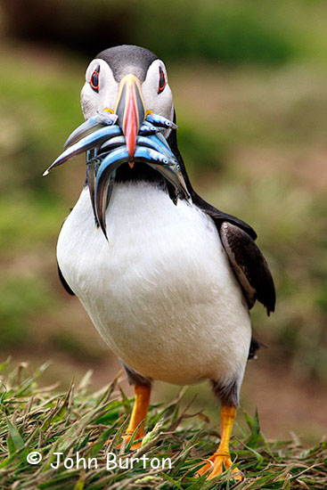 Puffin With Fish For Young