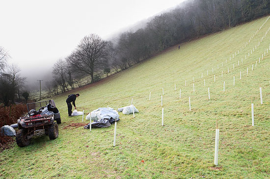 Planting Native Woodland on our Smallholding